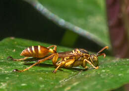 Image of Mischocyttarus angulatus Richards 1945