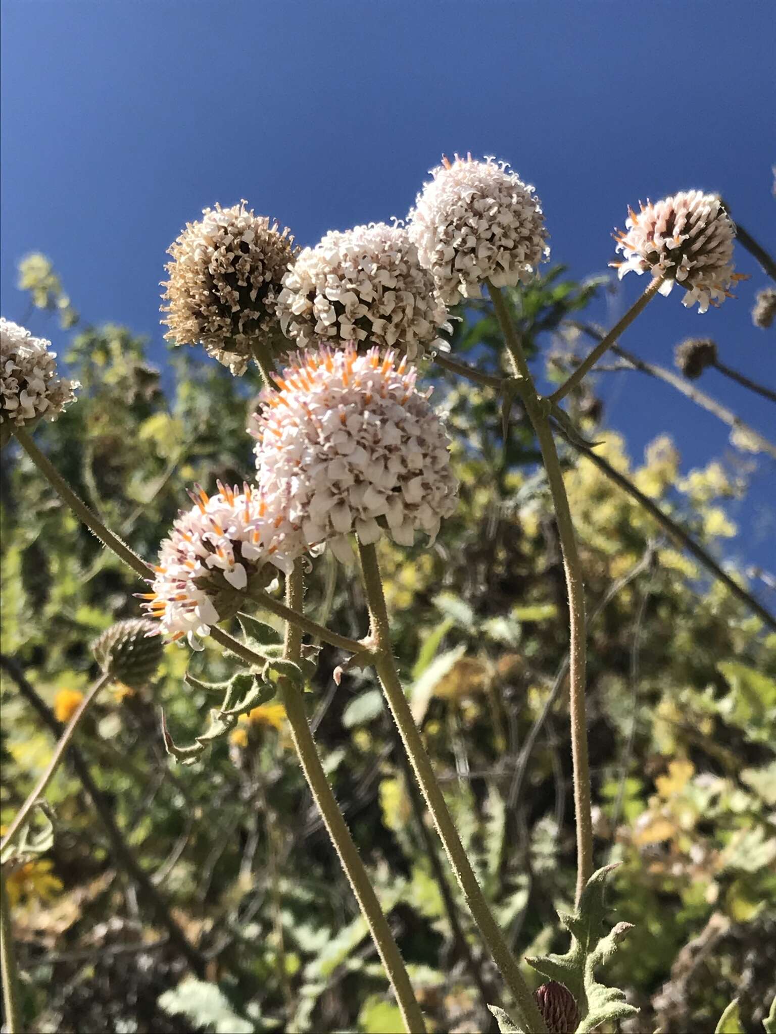 Image of Polyachyrus sphaerocephalus D. Don