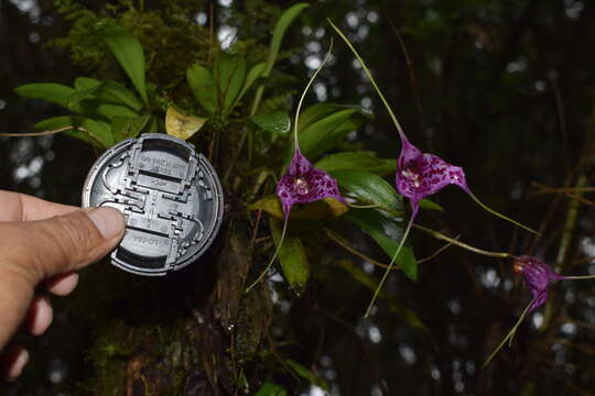 Image of Masdevallia chaparensis T. Hashim.