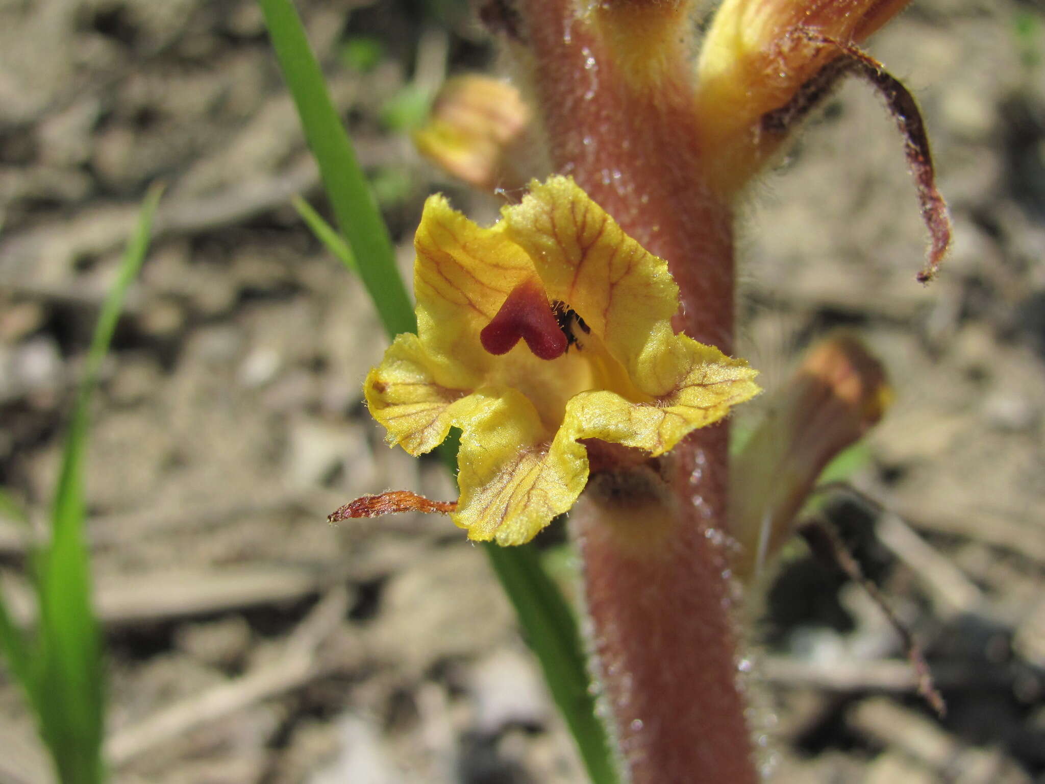 Imagem de Orobanche laxissima Uhlich & Rätzel