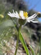 Image de Erigeron eatonii var. nevadincola (S. F. Blake) G. L. Nesom