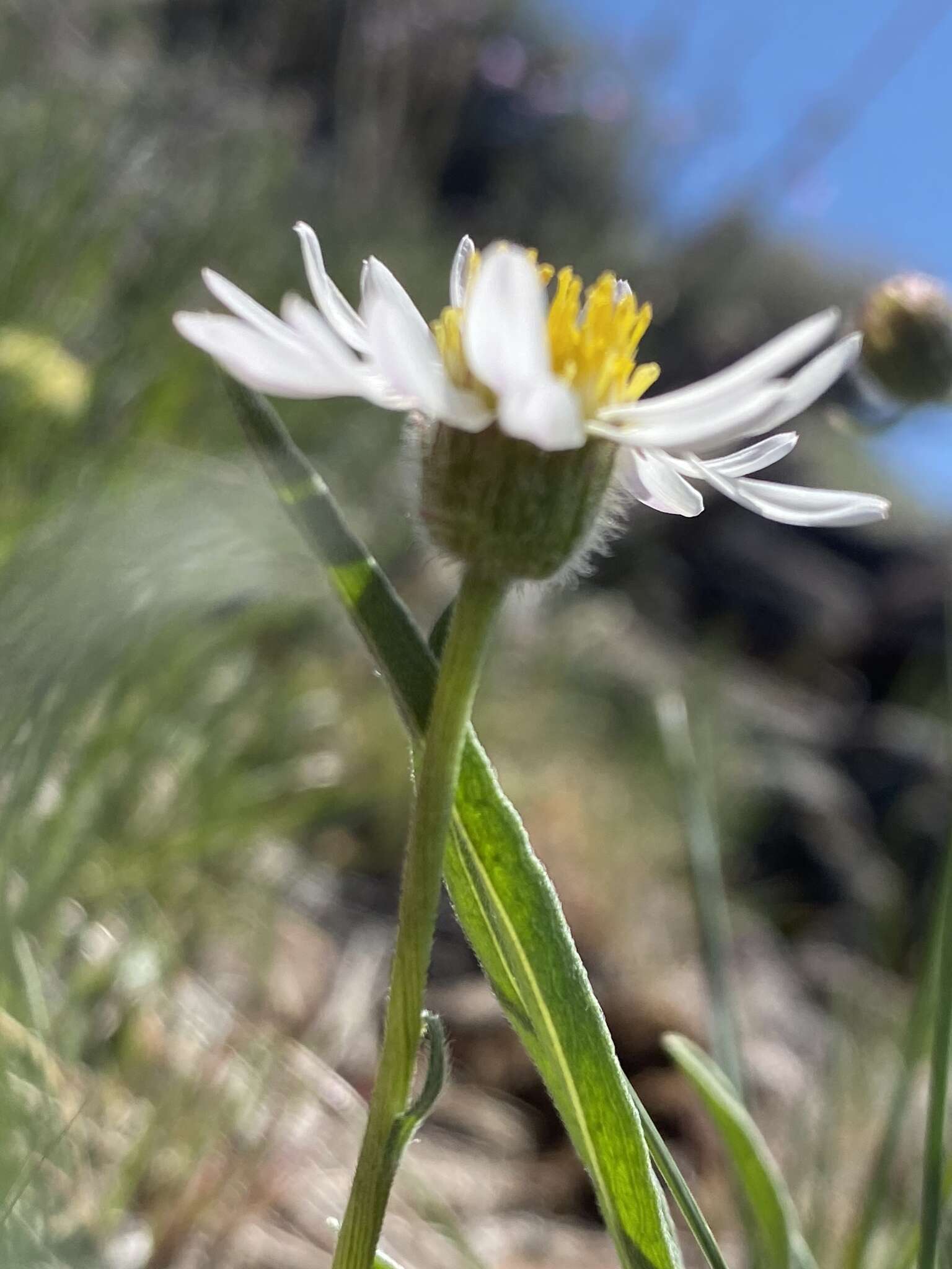 Image de Erigeron eatonii var. nevadincola (S. F. Blake) G. L. Nesom