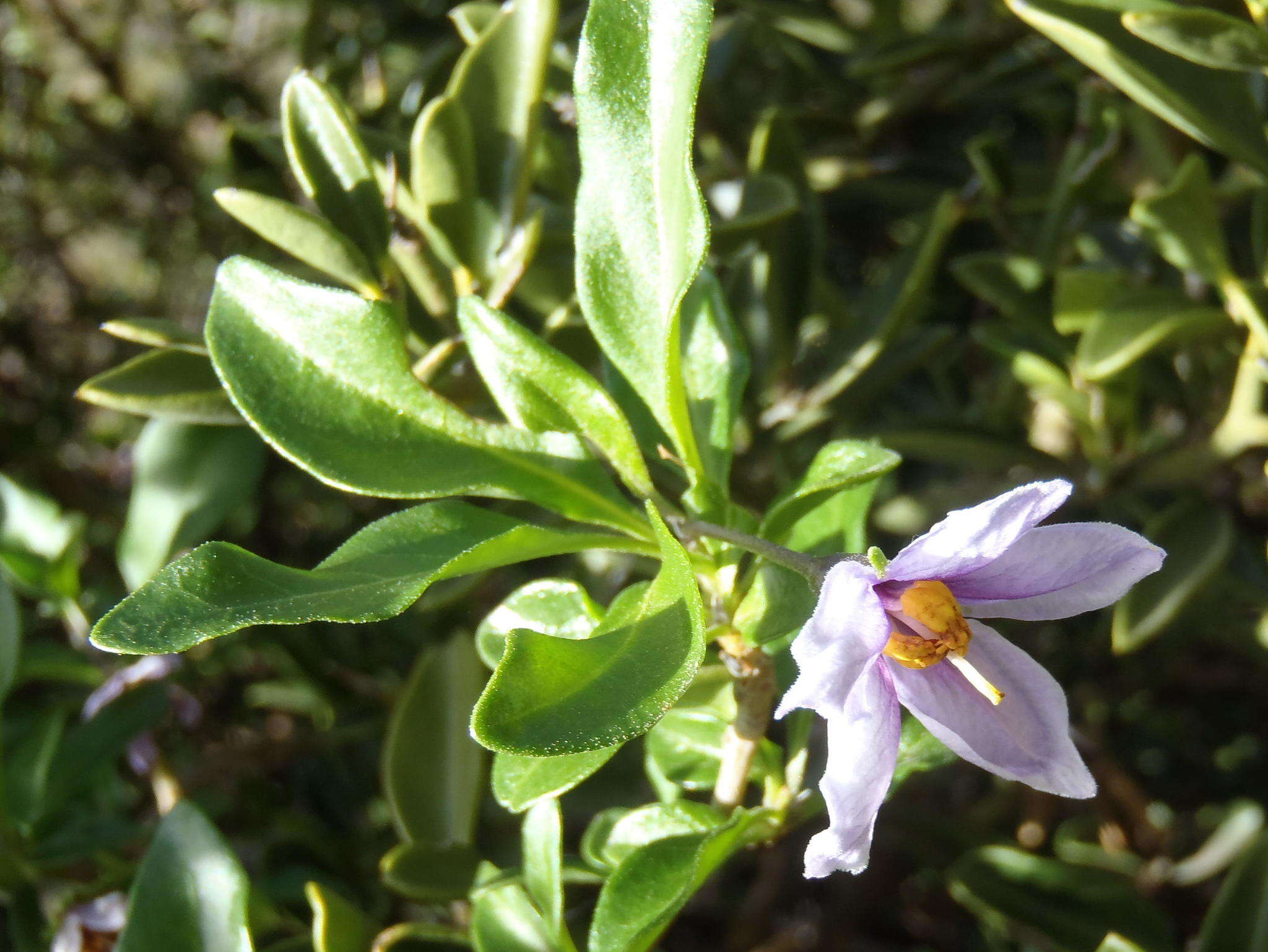 Image of Solanum guineense