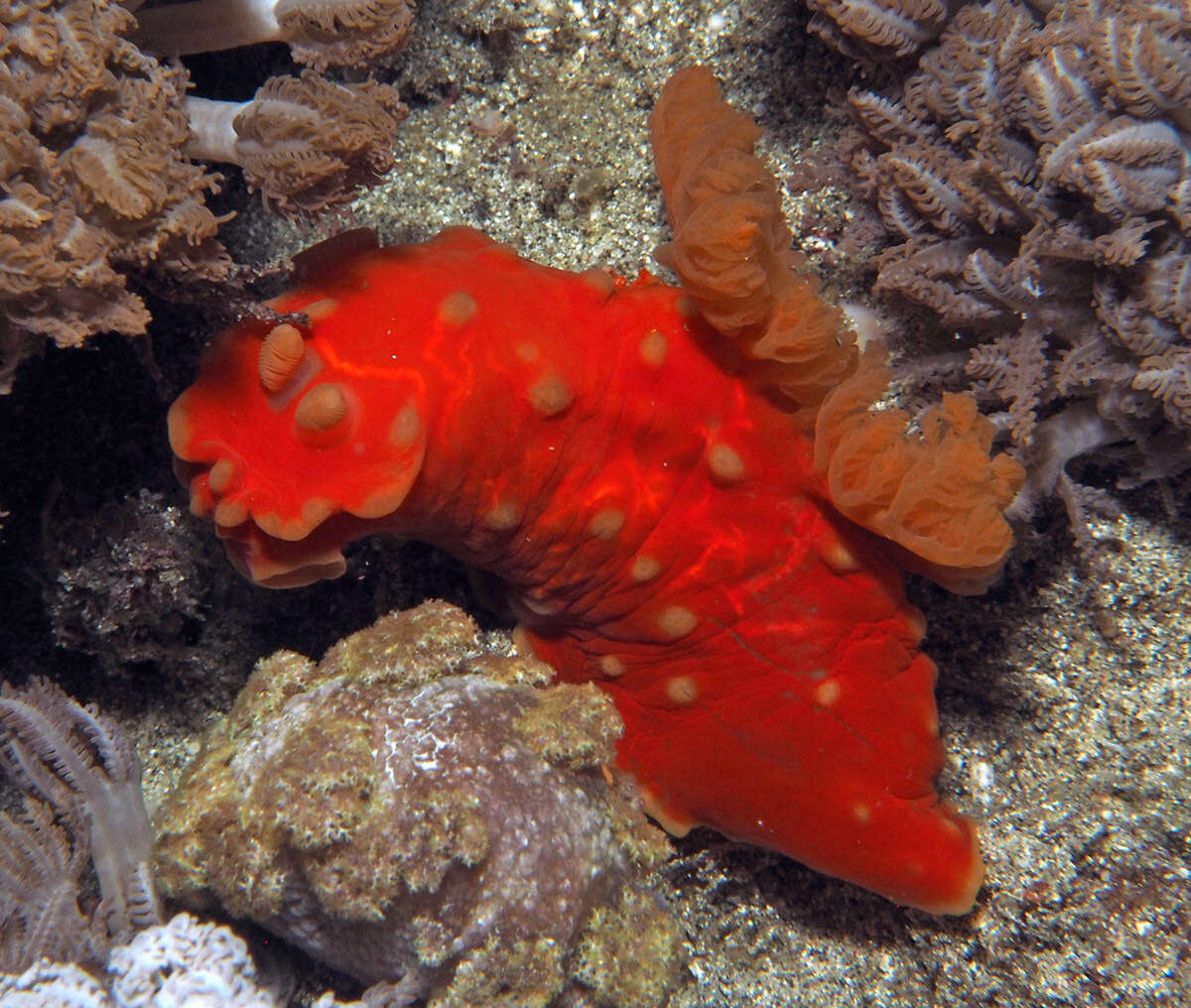 Image of Yellow spot fat red slug