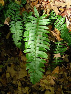 Image of Christmas fern