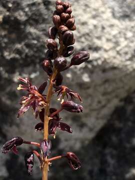 Image of Drimia salteri (Compton) J. C. Manning & Goldblatt