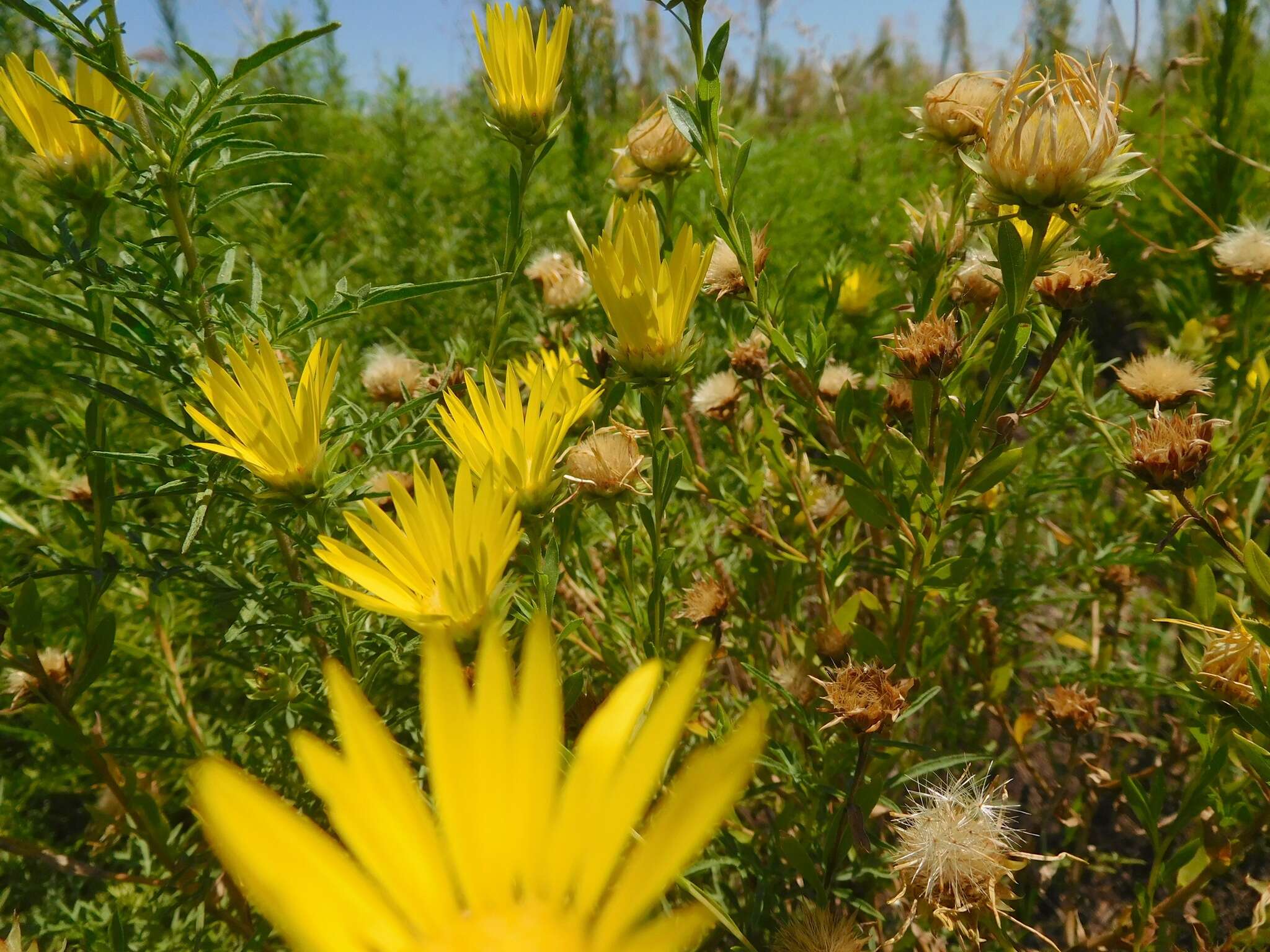 Image of Texas sleepydaisy