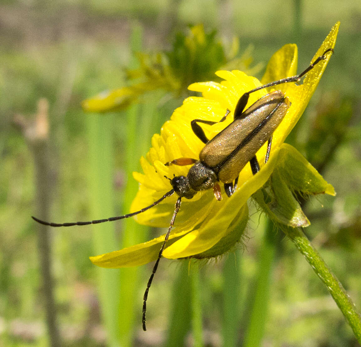 Image of Cortodera flavimana (Waltl 1838)