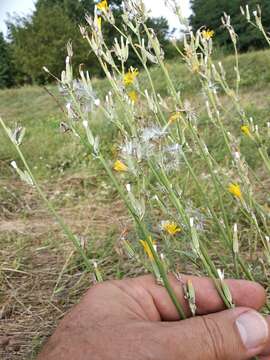 Chondrilla latifolia Bieb. resmi