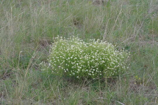 Image of Crambe aspera M. Bieb.