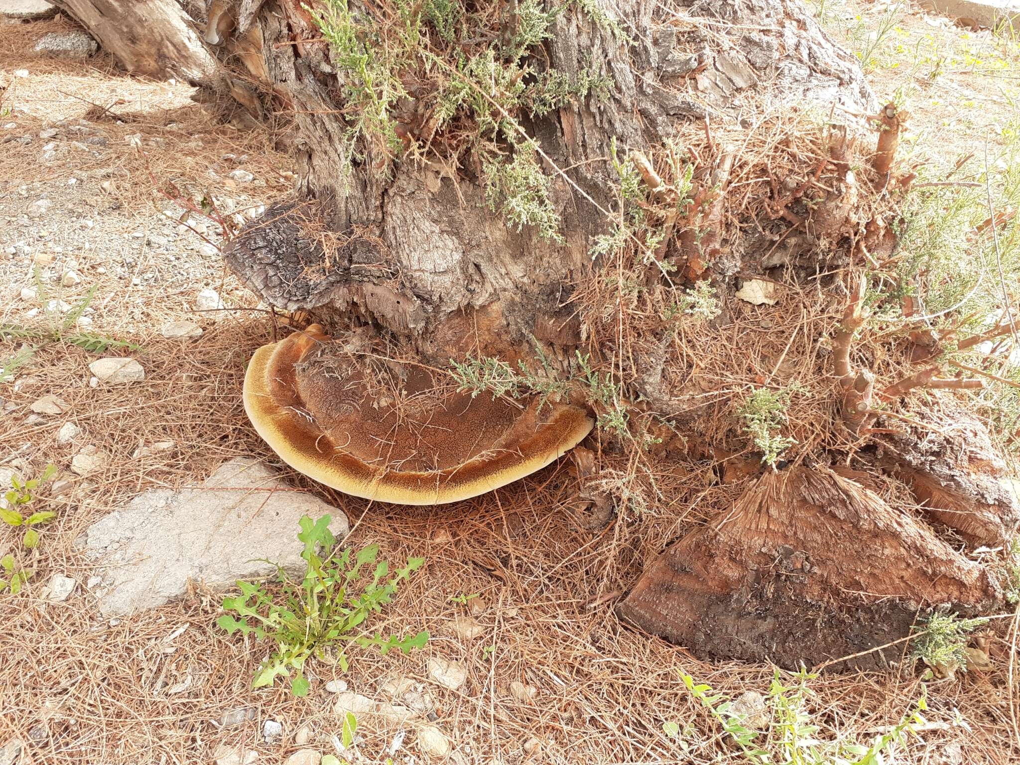 Image of Inocutis tamaricis (Pat.) Fiasson & Niemelä 1984