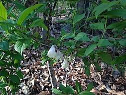 Image of mountain silverbell