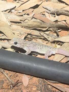 Image of Gehyra versicolor Hutchinson, Sistrom, Donnellan & Hutchinson 2014