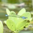 Sivun Acanthagrion gracile (Rambur 1842) kuva