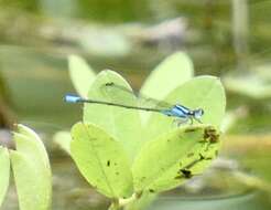 Image of Acanthagrion gracile (Rambur 1842)