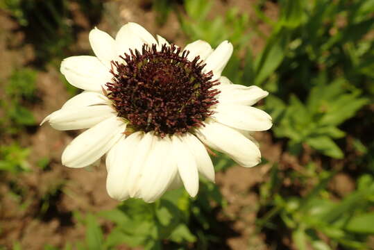 صورة Callilepis laureola DC.