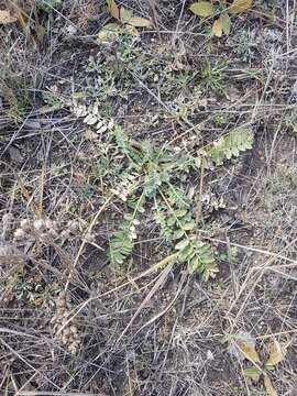 Image of Oxytropis sylvatica (Pall.) DC.