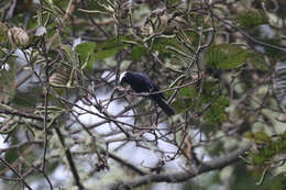 Image of Capped Conebill