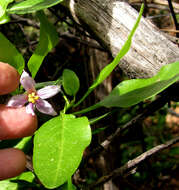 Image of Solanum guineense