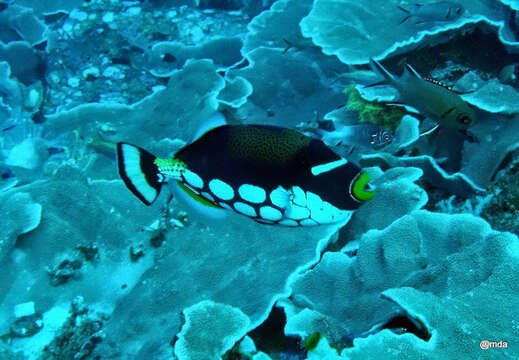 Image of clown triggerfish