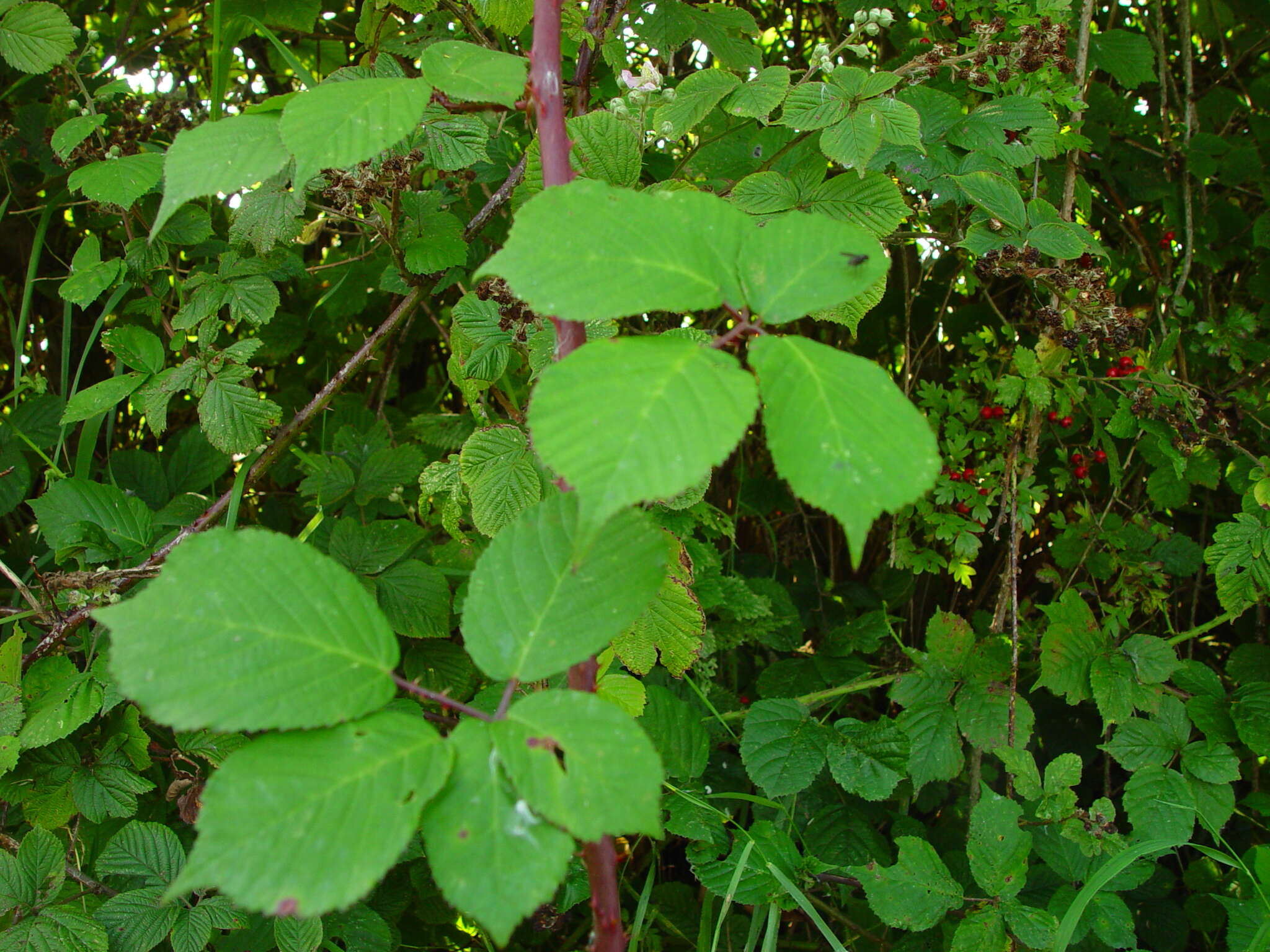 Image of Rubus rhombifolius Weihe ex Boenn.