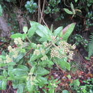 Image of Ageratina asclepiadea (L. fil.) R. King & H. Rob.