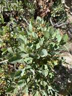 Searsia tumulicola var. meeuseana (R. Fern. & A. Fern.) Moffett resmi