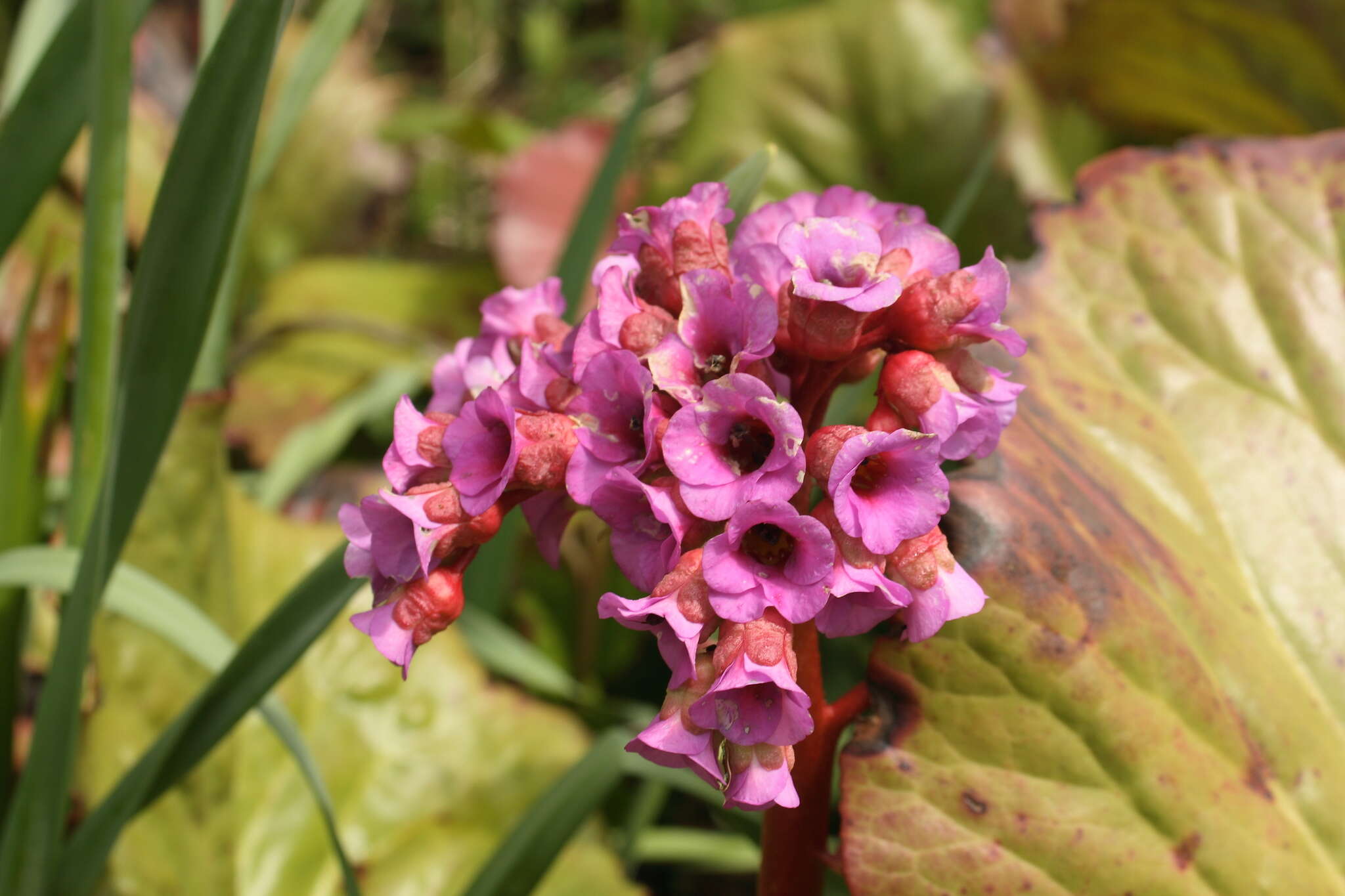 Image of Siberian-tea