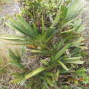 Image of Jumellea brachycentra Schltr.
