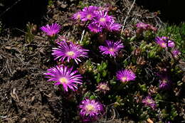 صورة Delosperma basuticum L. Bol.