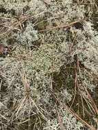 Image of Thorn cladonia