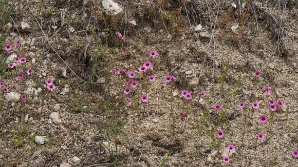 صورة Erythranthe diffusa (A. L. Grant) N. S. Fraga