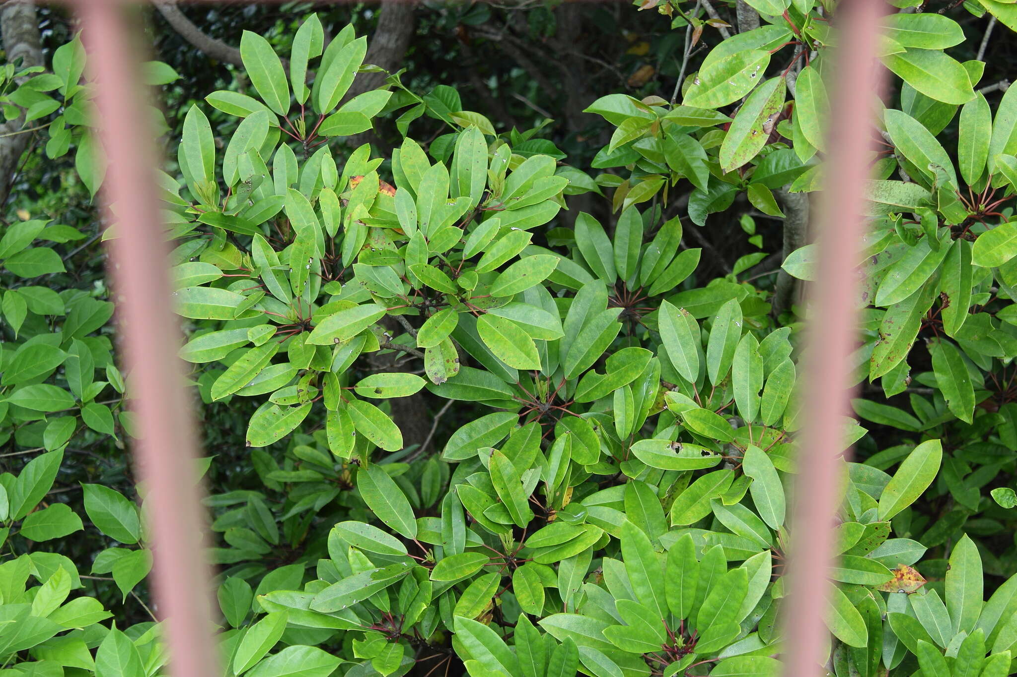 Daphniphyllum teijsmannii Zoll. ex Kurz resmi