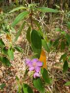 Melastoma malabathricum subsp. malabathricum resmi