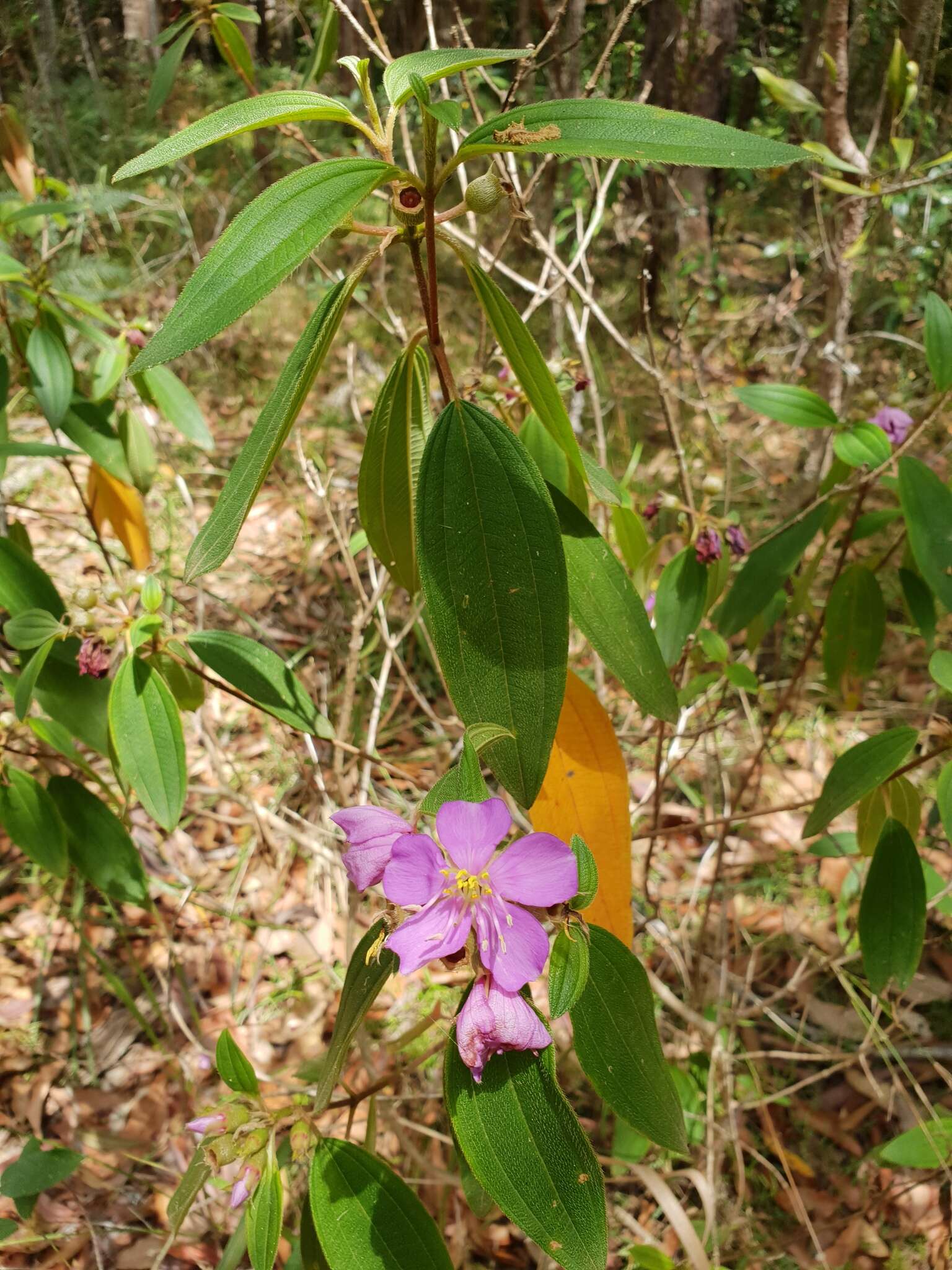 Melastoma malabathricum subsp. malabathricum resmi