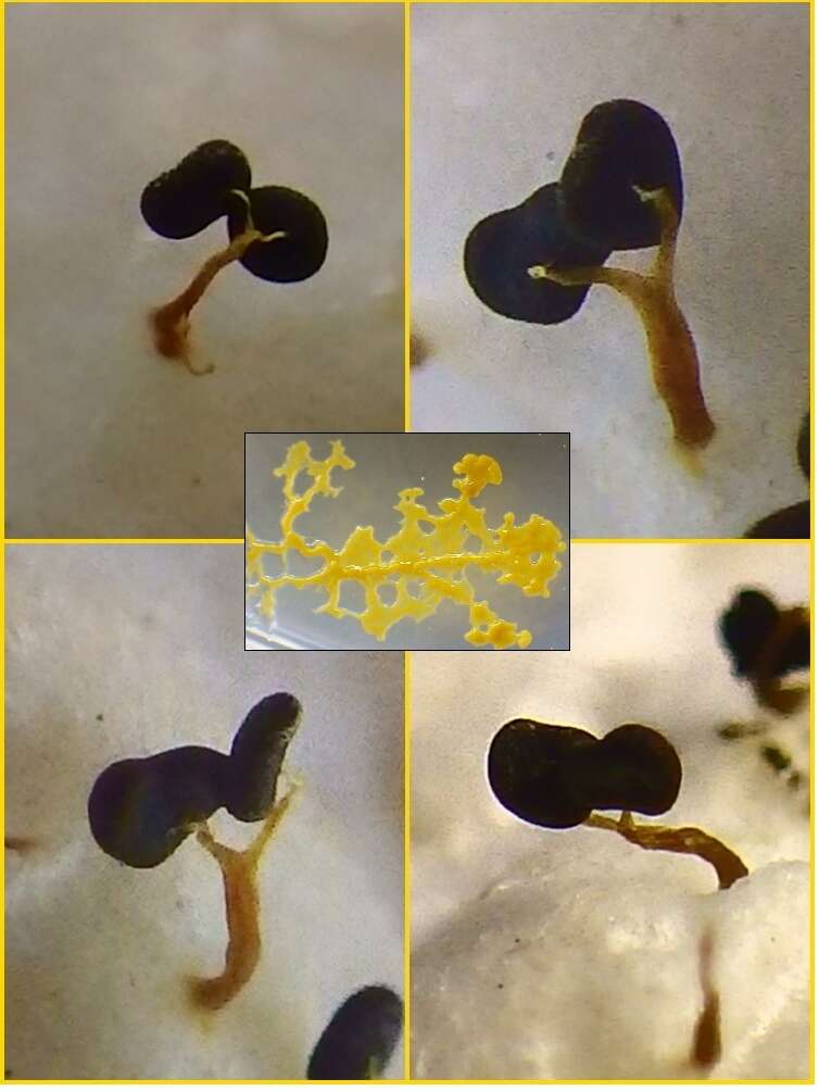 Image of Many-headed slime