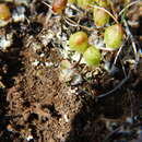 Image of Asterella saccata (Wahlenb.) A. Evans