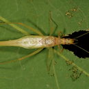 Image of Two-spotted Tree Cricket