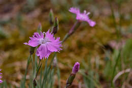 Image of cheddar pink