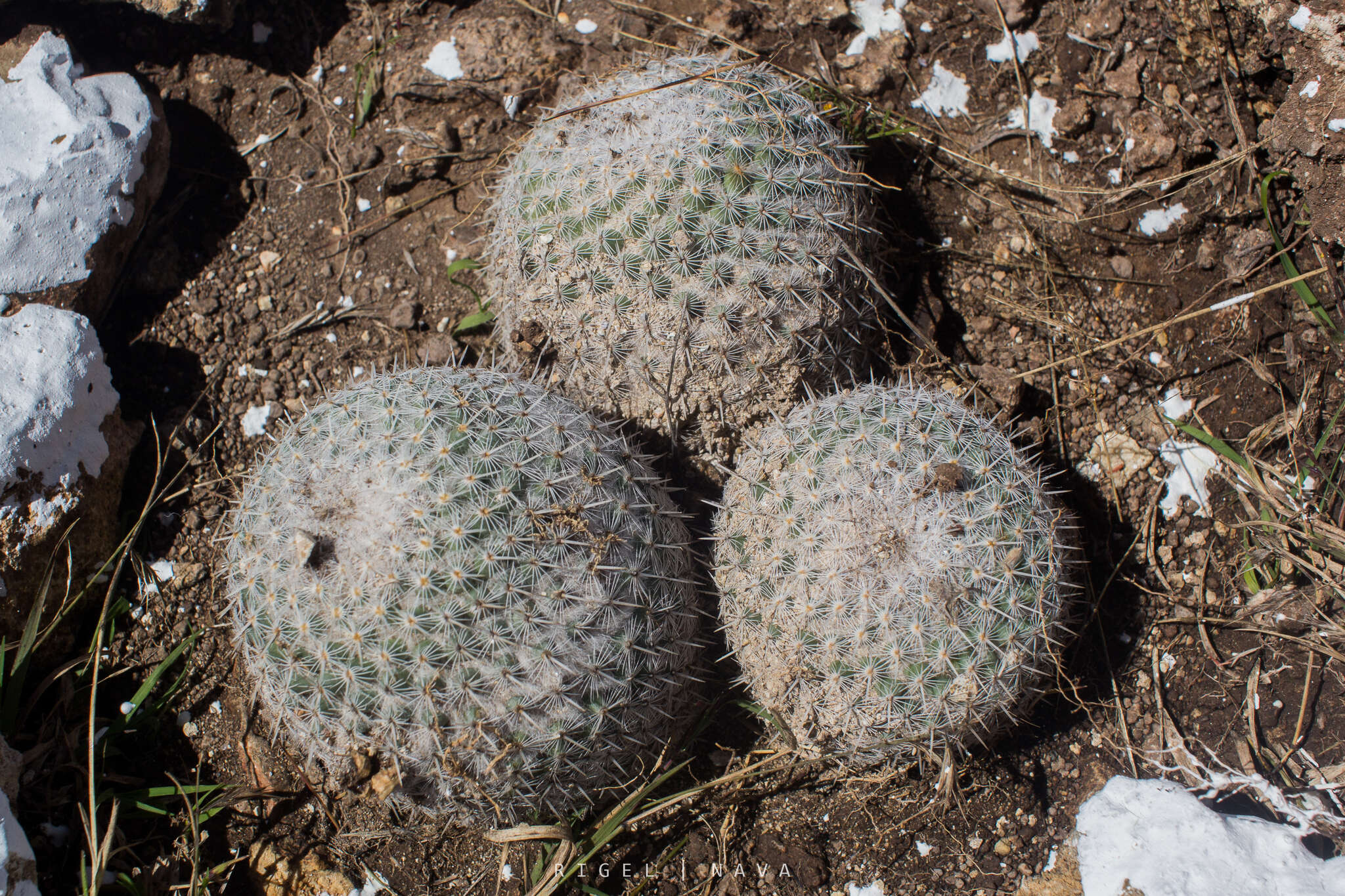 Image of Mammillaria albilanata subsp. oaxacana D. R. Hunt