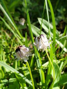 Trifolium bolanderi A. Gray resmi