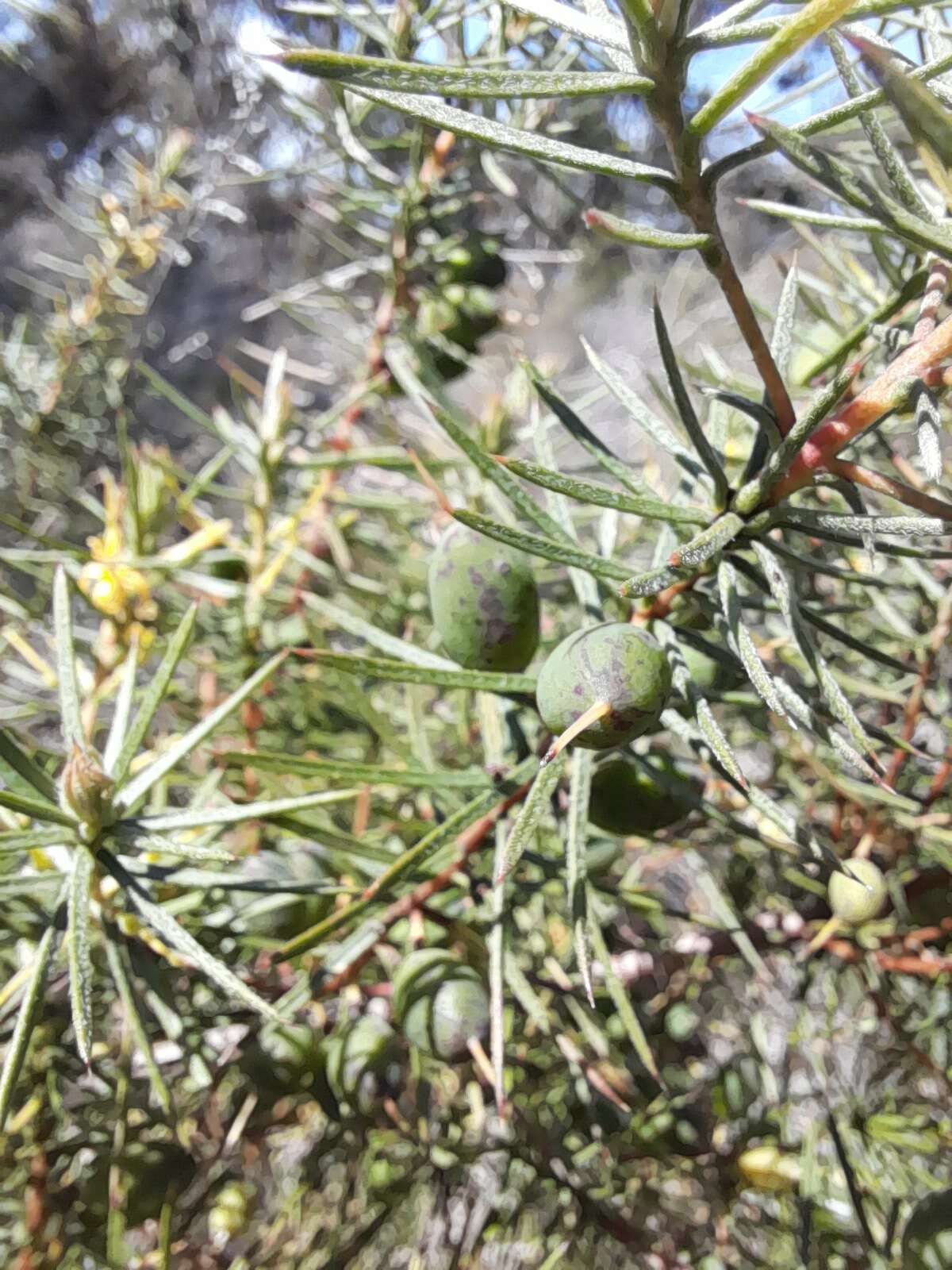 Imagem de Persoonia juniperina Labill.