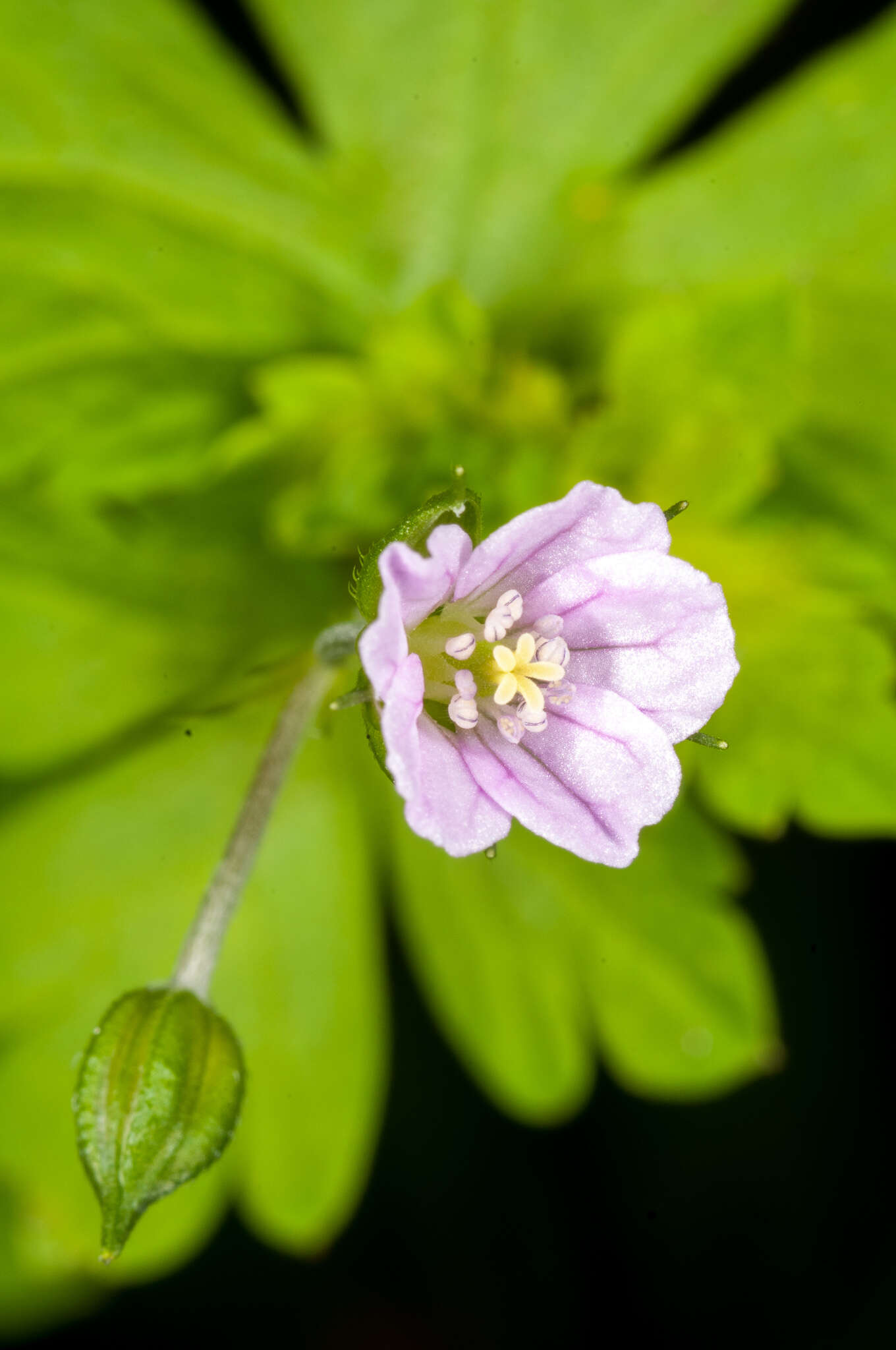 Image of Australasian geranium