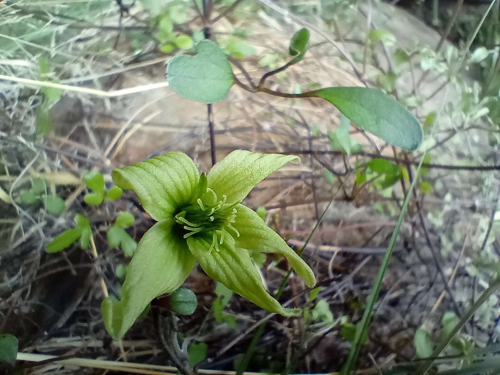 Image of Clematis marata Armst.