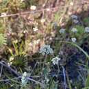 Image of Phyllopodium capillare (L. fil.) O. M. Hilliard