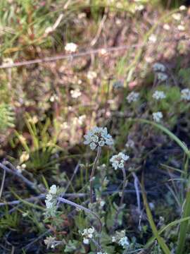 Image of Phyllopodium capillare (L. fil.) O. M. Hilliard