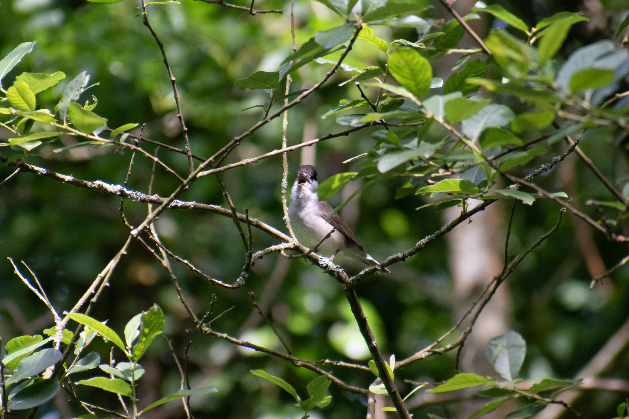 Imagem de Sylvia atricapilla atricapilla (Linnaeus 1758)