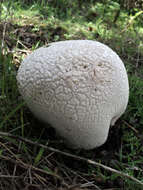 Image of Lycoperdon utriforme Bull. 1791