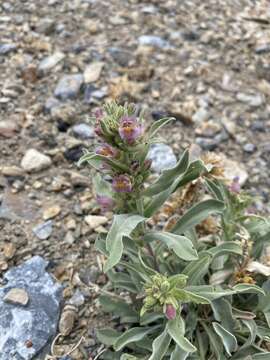 Image of White River Valley beardtongue