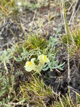 Image of Linaria buriatica Turcz.